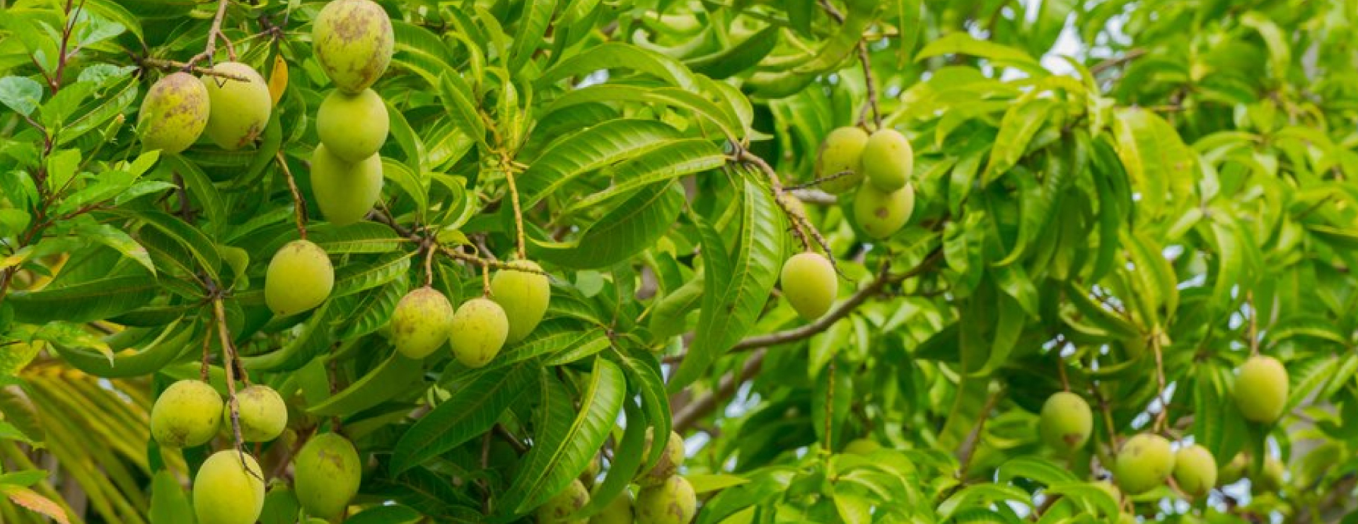 Florida Farms Bangladesh image