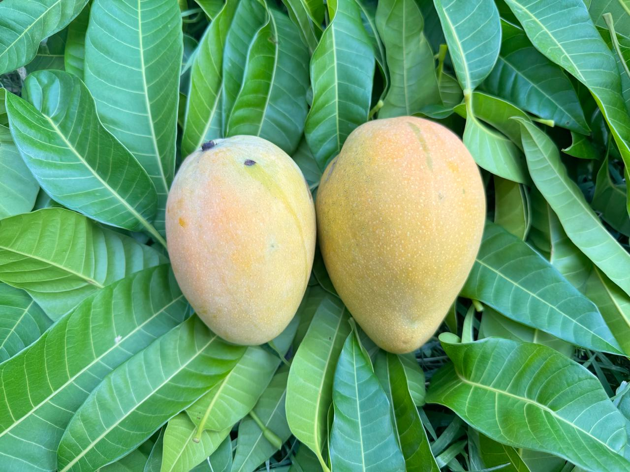 Florida Farms Bangladesh image