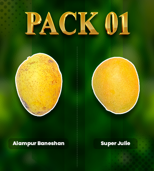 Package 1: Super Julie & Alampur Baneshan product image